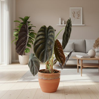 Alocasia Red Secret Ø14cm – Tropische Eleganz für Ihr Zuhause