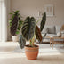 Alocasia Red Secret Ø14cm – Tropische Eleganz für Ihr Zuhause Bild 2