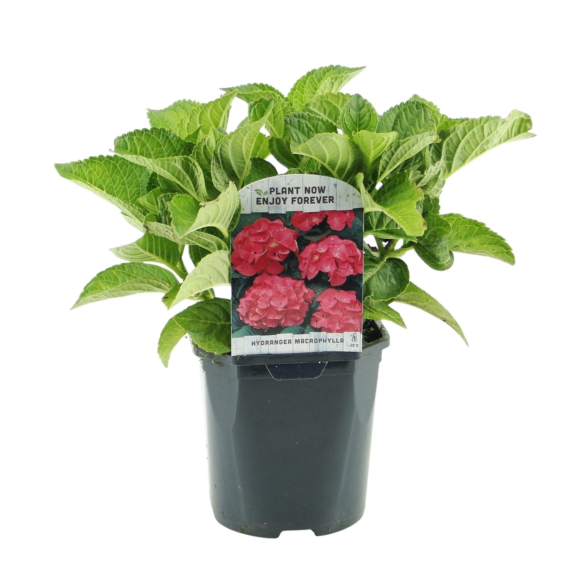 GreenboutiQ - Hortensie - Hydrangea macrophylla Rot - Blume Rot - 3 Pflanzen - 1 m2 - Laubabwerfend - Wenig Pflege - Topf 17cm Höhe 30cm