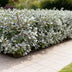 GreenboutiQ Eleagnus ebbingei Compacta Heckenpflanzen - Immergrün Bild 4