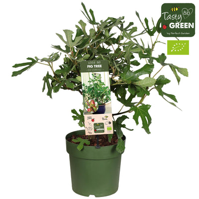 Ficus Carica 'Little Miss Figgy' Organic Fig in 23cm pot, 50cm tall