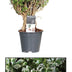 Polyscias Hawaiiana Ming Gold Bonsai - Ø14cm, ↕40cm Bild 2