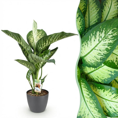 Dieffenbachia Tropic Snow, pflegeleicht, Topf 21cm, Höhe 90-100cm