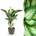 Dieffenbachia Tropic Snow, pflegeleicht, Topf 21cm, Höhe 90-100cm Bild 1
