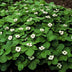 48x Cornus canadensis - ↕10-25cm - Ø9cm Bild 5