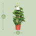 Epipremnum Aureum (Goldene Efeutute) Ø15cm - ↕60cm Bild 2