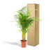 Areca-Palme (Dypsis Lutescens) Ø21cm | Höhe 130cm Bild 8