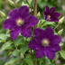 6x Clematis Warszawska Nike - Waldrebe Warszawska Nike - Rot - Kletterpflanze - Ø9cm - ↕35cm Bild 3