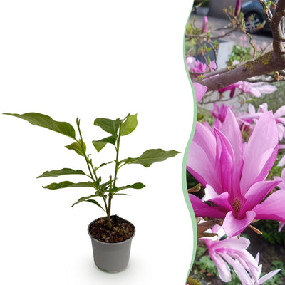 Magnolia Susan - Lila Blüte, pflegeleicht, 30cm, Topf 12cm
