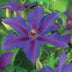 Clematis Mrs. N. Thompson – climbing plant, 2 plants, easy to care for Bild 4