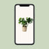 Monstera in a palm leaf basket, 21cm pot, 60cm height Bild 5