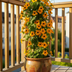 4x Thunbergia alata Sunny Susy Orange, Ø13cm, 60cm hoch Bild 4