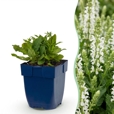 Green boutiQ - Perennial - Salvia nem. Schneehügel - Sage - Bee and Butterfly Attractors - White - 6 Plants - Pot 11cm - Height 15-25cm