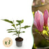GreenboutiQ Magnolia Ricki, 3 plants, red flower, robust Bild 1