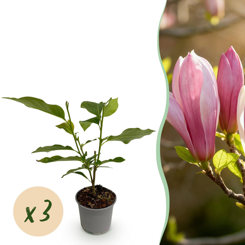 GreenboutiQ Magnolia Ricki, 3 plants, red flower, robust