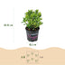 Dwarf Rhododendron Bloombux Light Pink - Light pink flowers, easy to care for Bild 3