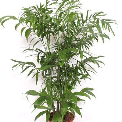 Chamaedorea Seifrizii: Bambuspalme 170 cm für stilvolles Grün