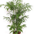 Chamaedorea Seifrizii: Bambuspalme 170 cm für stilvolles Grün Bild 1