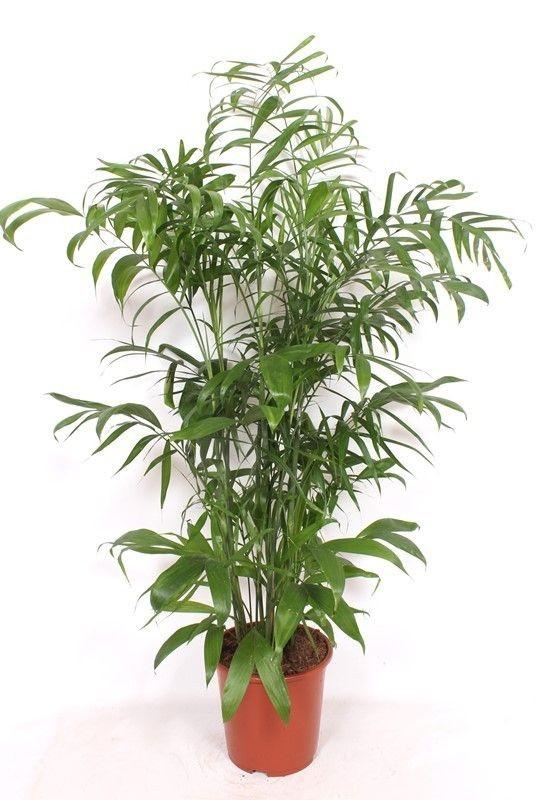 Chamaedorea Seifrizii: Bambuspalme 170 cm für stilvolles Grün