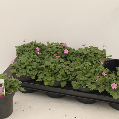 Erodium - Pflegeleichte Zimmerpflanze mit eleganten Blüten