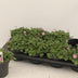 Erodium - Pflegeleichte Zimmerpflanze mit eleganten Blüten Bild 2