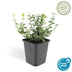 60x Euonymus fort. 'Emerald Gaiety' - 10-25cm - Pot Ø9cm Bild 2