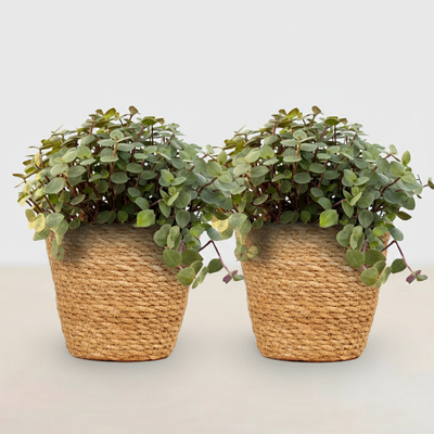 Green boutiQ Calissia repens Katzengras, 2 Pflanzen, Korb, 17-20cm