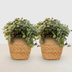Green boutiQ Calissia repens Cat Grass, 2 Plants, Basket, 17-20cm Bild 2