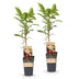 Green Kiwi Plant Ken's Red (2 Pcs.) - Red Fruits, Pot 15cm Bild 2