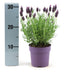 Lavendel 'Anouk' im 12cm Topf - Set mit 6 Stück Bild 3