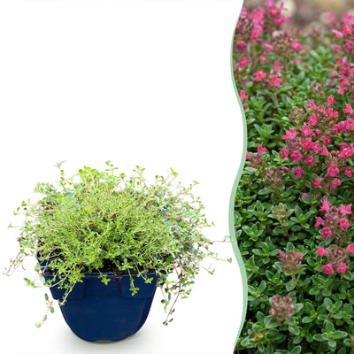 Green boutiQ - Stauden - Thymus praecox Red Carpet - KriechThyme - Duftend - Rot-Rosa - 24 Pflanzen - Topf 11cm - Höhe 15-25cm