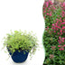 Green boutiQ - Perennials - Thymus praecox Red Carpet - Creeping Thyme - Fragrant - Red-Pink - 24 Plants - Pot 11cm - Height 15-25cm Bild 1