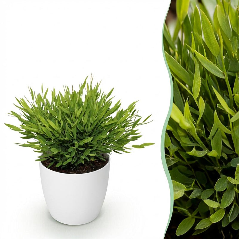 Green boutiQ Bamusa Pogonatherum Monica Bambusgras, Topf 12cm, Höhe 20cm