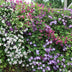 Clematis Tricolor Climbing Plant: 3 Plants, Pink, White, Purple Bild 5