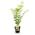 GreenboutiQ Japanischer Ahorn 'Jordan' – Gelb, 70cm, Topf 19cm Bild 2