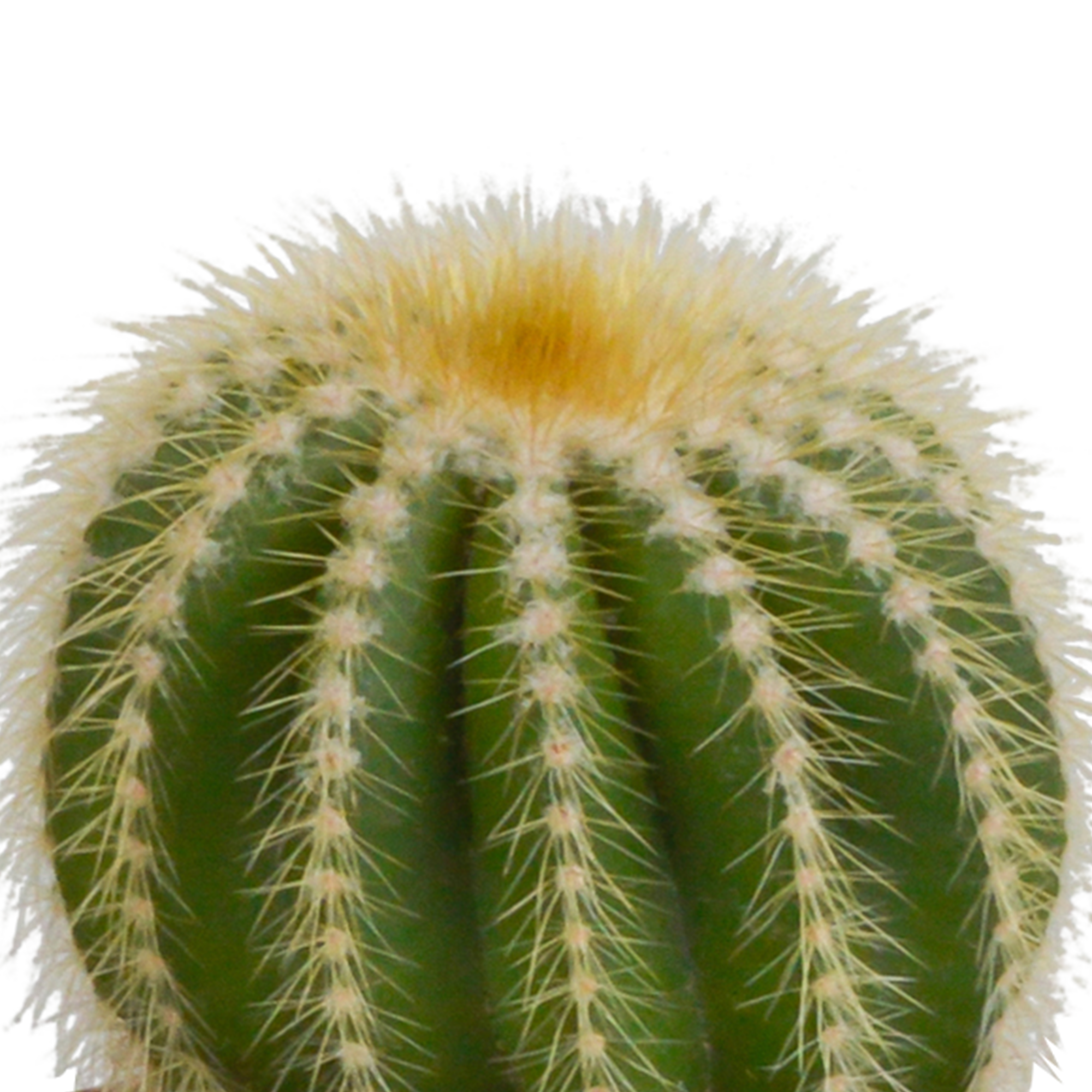 Bolcactus-Mischung 8,5 cm - in witte pot