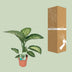 Dieffenbachia Seguine Tropic Snow - Ø19cm - ↕70cm Bild 4