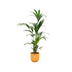 Kentia-Palme mit gelbem elho Topf, 160 cm – Tropenflair für Ihr Zuhause Bild 1