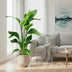 Strelitzia Nicolai | White Bird of Paradise Plant | 80-100 cm | ø17 Bild 3