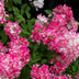 GreenboutiQ Panicle Hydrangea 'Pink Diamond', pink flowers, 50cm Bild 4