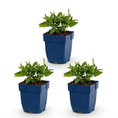 Green boutiQ - Perennial - Salvia nem. Sense Deep Blue - Sage - Bee and Butterfly Attractors - Purple - 3 Plants - Pot 11cm - Height 15-25cm