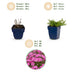 Green boutiQ - Perennial - Phlox MacDaniel's Cushion - Flame Flower - Ground Cover - Dark Pink - 12 Plants - Pot 11cm - Height 15-25cm Bild 9