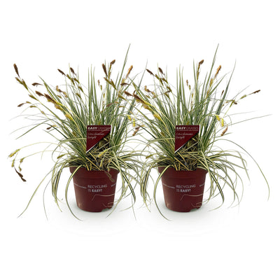 GreenboutiQ Carex oshimensis Evergold: 2 Ziergräser, Gelb-Grün, 50cm