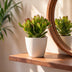6x Crassula Ovata - Geldbaum - Grün - Sukkulente/Kaktus - incl. witte pot - Ø12cm Bild 3