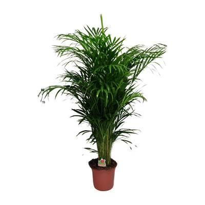 Dypsis Lutescens Palme - Ø24cm - ↕125cm