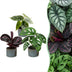 3x Baby Jungle Mix Tropenpflanzen – Alocasia, Calathea, Monstera Bild 1