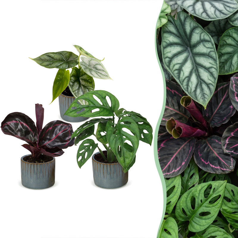 3x Baby Jungle Mix Tropenpflanzen – Alocasia, Calathea, Monstera