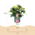 Hortensie Magical Jewel Pink: 2 Pflanzen im 23cm Topf, 55cm hoch Bild 3