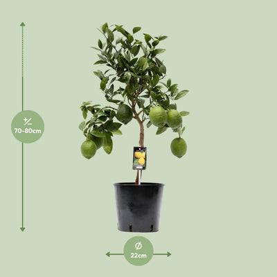Zitruspflanze Zitrone - 22cm Topf - 80cm hoch