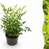 Nandina Lemon & Lime: Immergrüner Strauch, pflegeleicht, 17cm Topf Bild 1